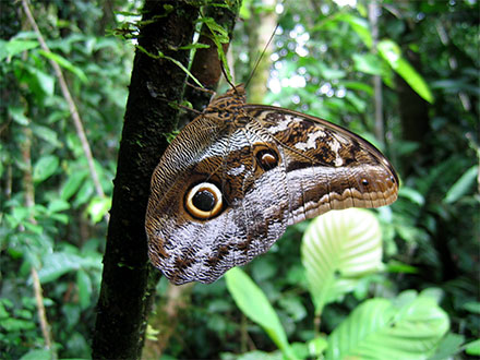 Caligo Idomenius (Papillon hibou)