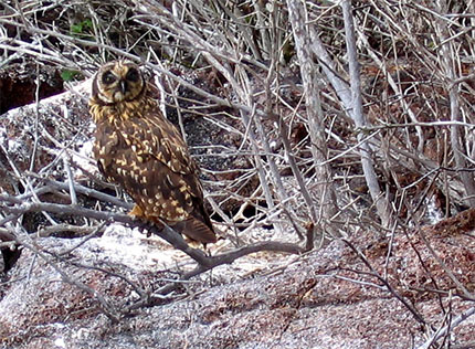 Hibou des marais