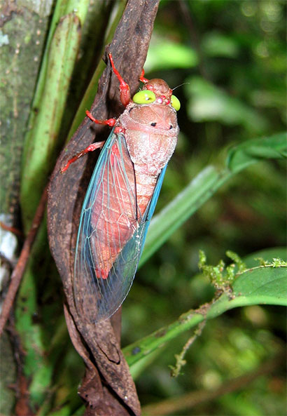 Cigale multicolore
