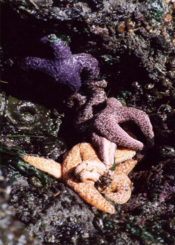 Etoiles de mer