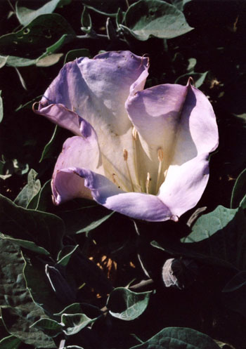 Flore des Channel Islands