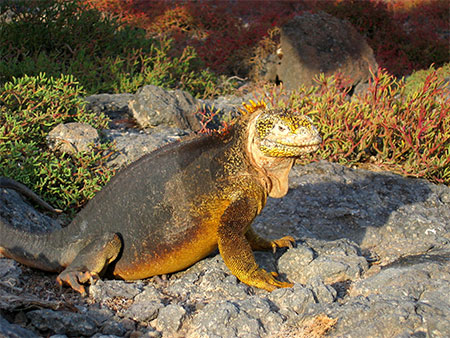 Iguane terrestre