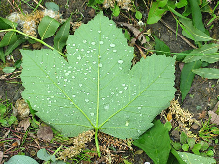 Eclats de vert � Houlgate
