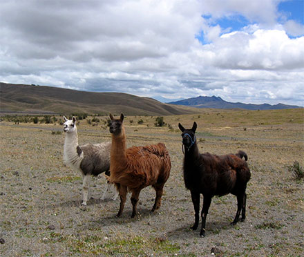 Les trois lamas
