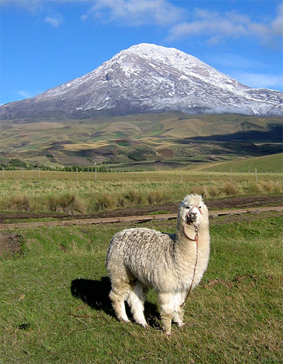 Lama devant le Chimborazo � Urbina