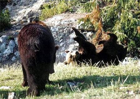 Ours grizzlis