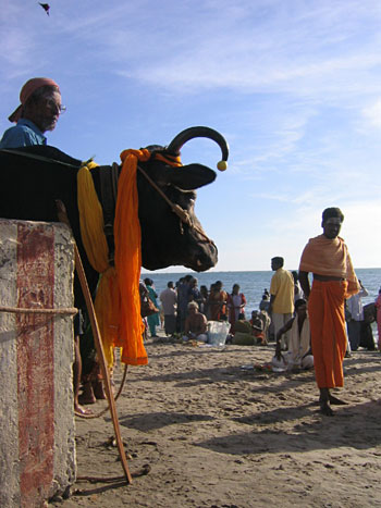 Plages et vaches sacr�es