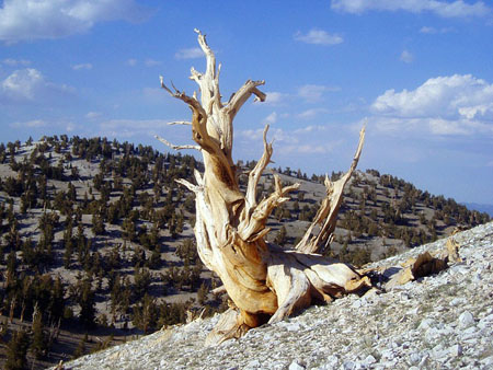 Bristlecone Pine
