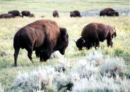 Bisons dans la vall�e de Lamar