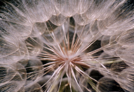 Fleur �toil�e