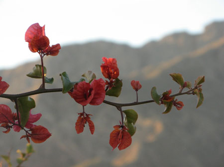 Paysage local � Nuy