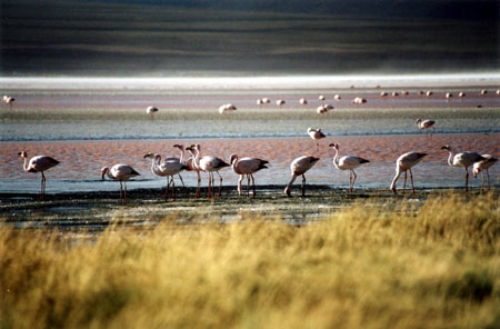 Flamands roses � la Laguna Colorada