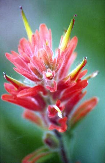 Indian Paintbrush au Lac Louise