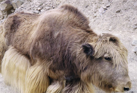 Yak