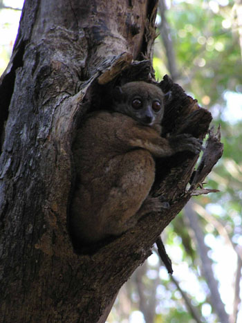 Lepilemur