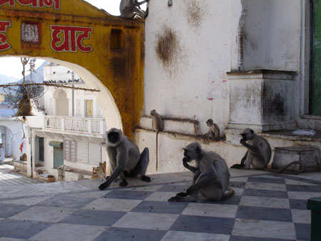 Singes dans les rues de Pushkar