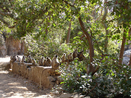Famille de singes 