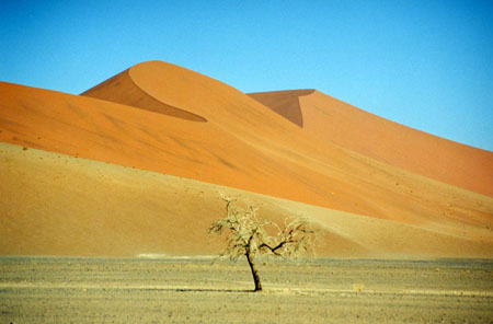 Au pied de mon arbre