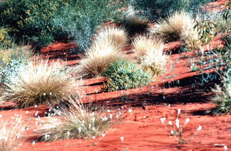 D�sert Park � Alice Springs