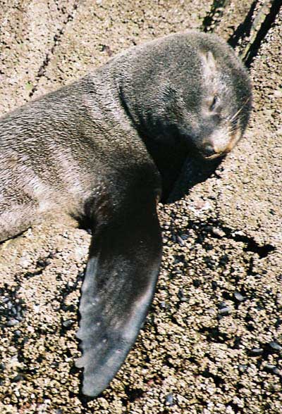 Lion de mer sur un �lot du Canal Beagle