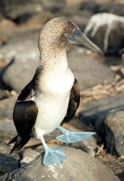 Fou � pattes bleues