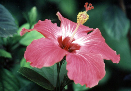 Hibiscus � Puerto Ayora