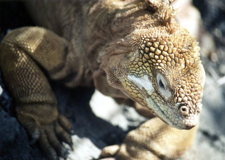 Iguane Terrestre, Station Darwin