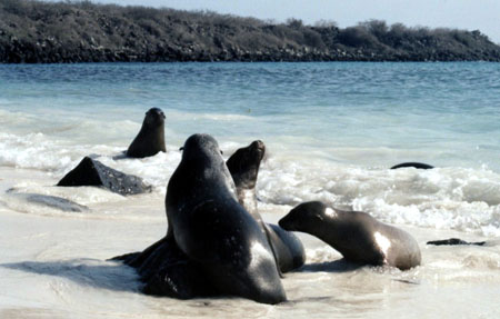 Comit� d'accueil sur Isla Espa�ola