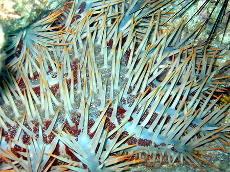 Couronne du Christ (Acanthaster planci)