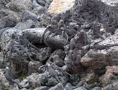 Orgie d'iguanes