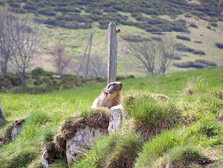 Marmotte en alerte