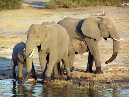Parc national de Chobe