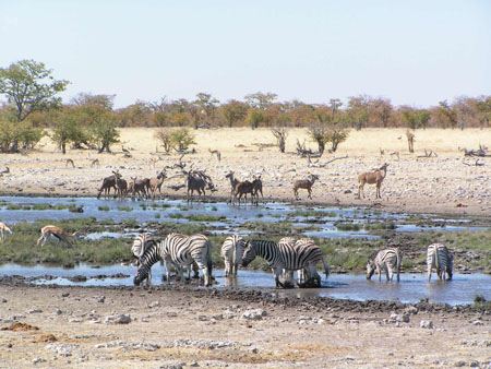 Rassemblement autour d'un point d'eau