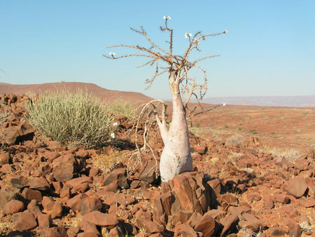 Bottle tree