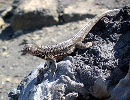 Lezard de lave