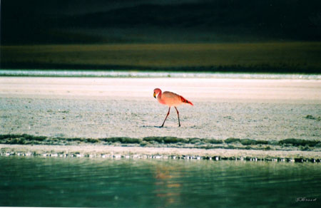 Flamand rose