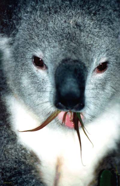 Koala