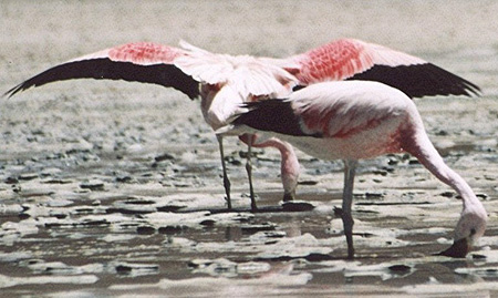 Flamingos