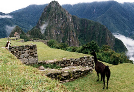 Lamas sur le site du Machu Picchu