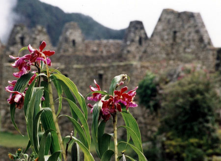 Orchid�es au Machu Picchu