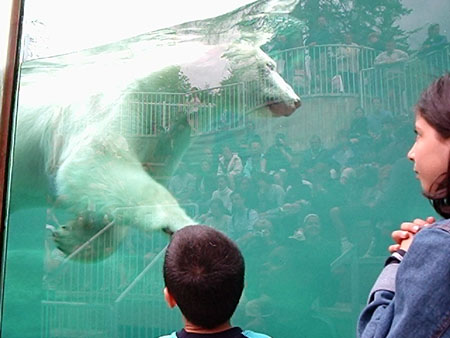 zoo de st f�licien au Qu�bec