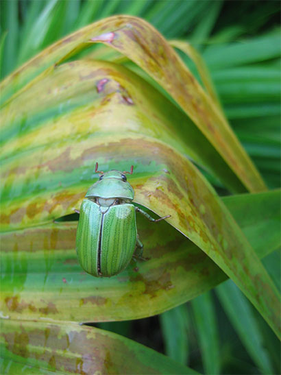 Col�opt�re vert