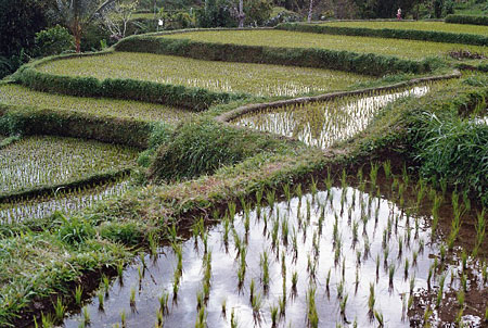 Rizi�res vers Ubud