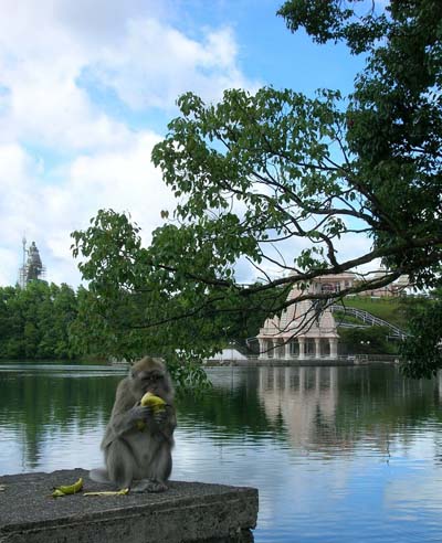 Singe au temple hindou