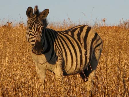 Safari photo