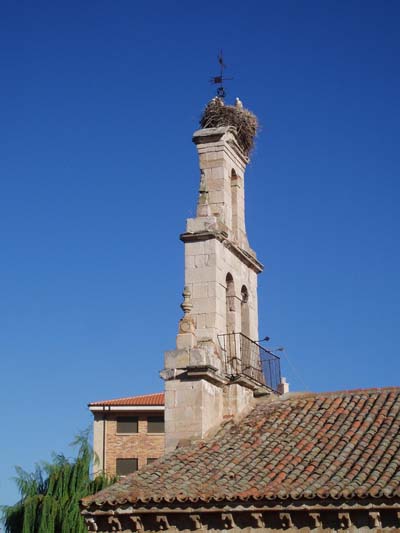 Cigognes � Zamora