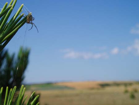 Araign�e du Causse