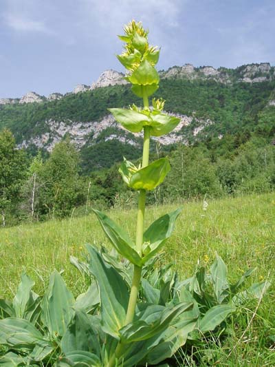 Gentiane dans la prairie de Montbasin
