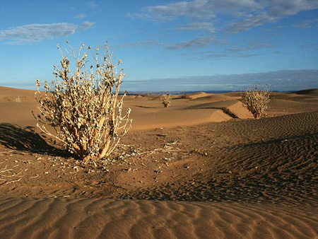 D�sert - R�gion de Zagora