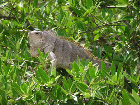 Iguane